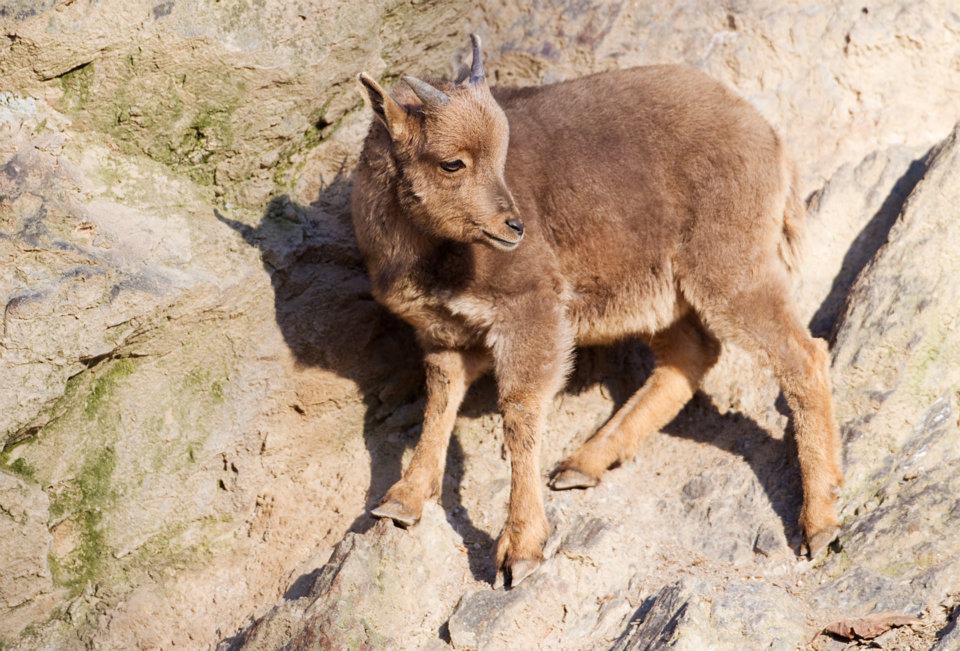 Mláďata paovcí se v Zoo Praha rodí pravidelně. Předchozí přišlo na svět na podzim loňského roku a dnes už vesele pobíhá po svahu. Foto: Tomáš Adamec, Zoo Praha.